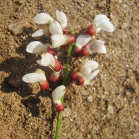 Derris benthamii (Thwaites) Thwaites